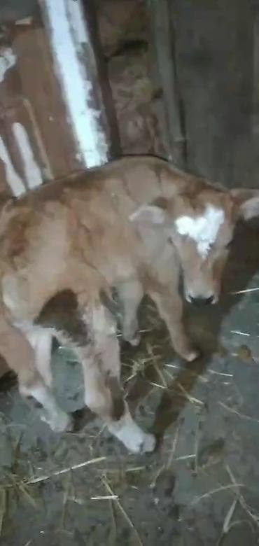 ucuz dana: Buzov satilir 3 gunlukdu dişidi bekar adamlar narahad etmesin

- — 3