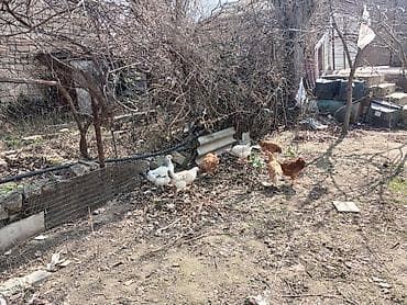 Pişiklər: Satılır: həyətyanı saxlanılan toyuqlar və quşçuluq avadanlığı — 8