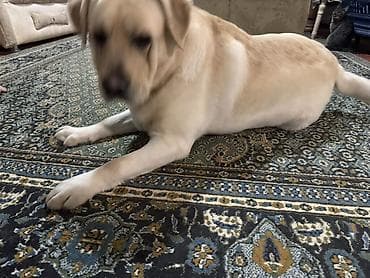 ev heyvanları it: Labrador-retriver, Erkek — 3