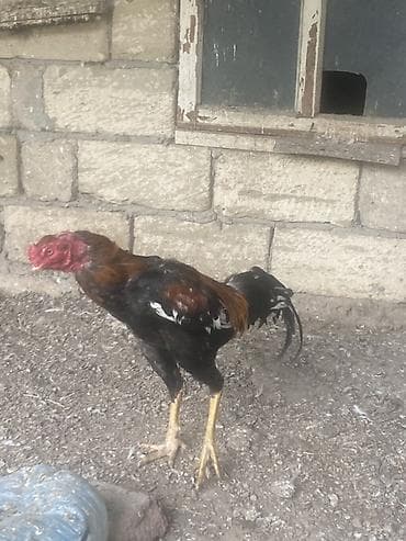 xoruz sekli: Xoruz, il: 1, Ünvandan götürmə — 3