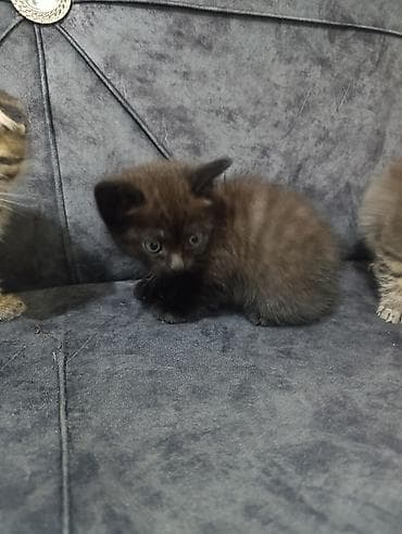 heyvan əşyaları: Şotland — 6