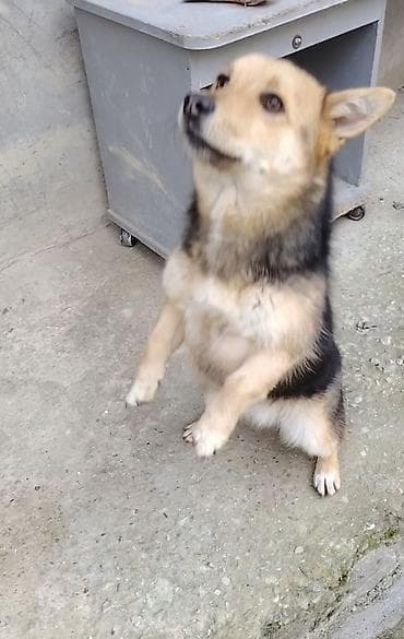 Звонок, 6 месяцев — 4