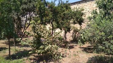 findiq agaci satilir: 3 sot, Tikinti, Mülkiyyətçi, Kupça (Çıxarış) — 11