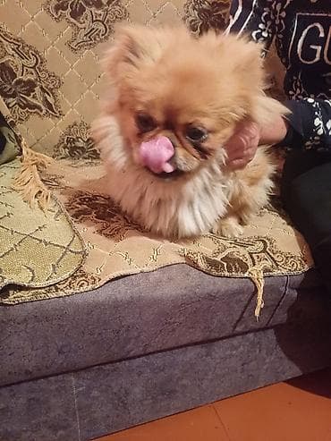 balonka itler: Pekines, 8 ay, Erkek, Peyvəndli, Ünvandan götürmə — 3