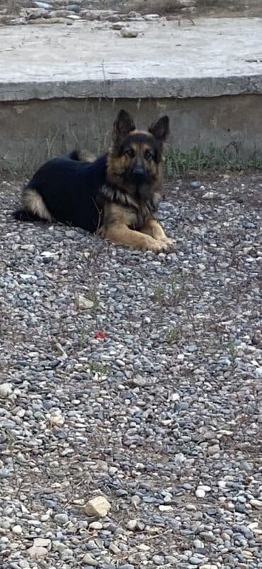 meymun balasi satiram: Alman çoban iti, 1 il, Erkek, Peyvəndli, Ünvandan götürmə — 3