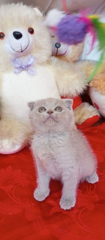 şotlan pişik: Şotland yastı qulaq, Erkək, Dişi, Yaxşı əllərə, Ünvandan götürmə, Pulsuz çatdırılma, Ödənişli çatdırılma — 53