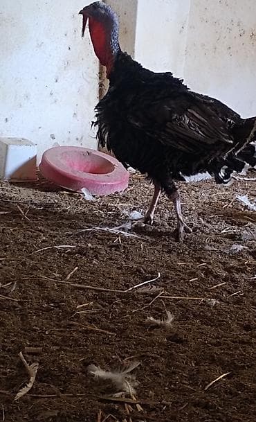 Salam bu erkey hunduska amirkanbroz. Sortudu. Satilir tecili — 1