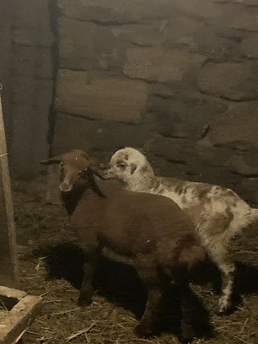 bordaq quzu: Bir dişi bir erkəy quzular satılır qiymət 170 manat cütü 340 manata — 2