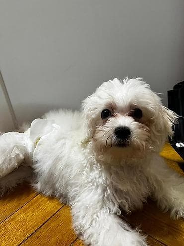 Maltipoo balası – ağ, qıvırcıq tüklü, xırda ölçülü ev iti - Cins