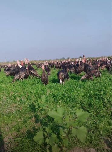 sabunçu toyuq bazarı: Erkək, Amerika, Ətlik, Ünvandan götürmə — 3