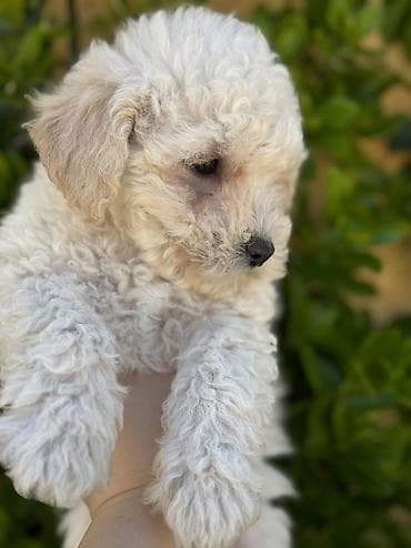 pudel it cinsi: Pudel, Peyvəndli — 7