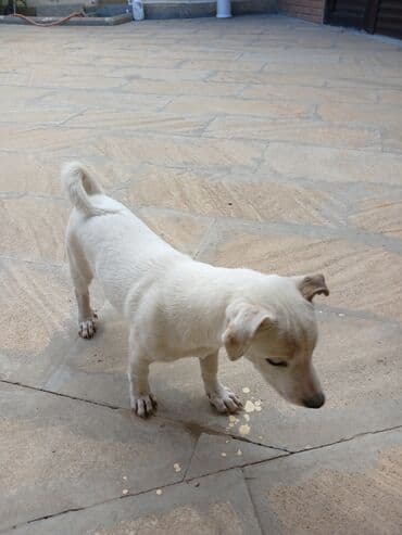 heyvanlara verilen adlar: Zvonok, 4 ay, Dişi, Peyvəndli, Ünvandan götürmə — 3