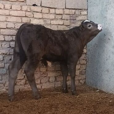 Heyvanlar üçün mallar: Məhsul: Erkək buzov Təsvir: - Şəkillərdə olan sağlam, möhkəm gövdəli — 2