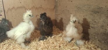 Inəklər, öküzlər: Toyuq cücələri, Damazlıq — 6