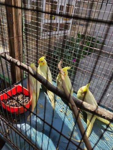 atla eşşəyin cütləşməsi: Bala korellalar yalniz zeng vitaminli — 5