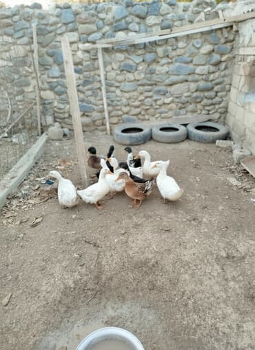 bala ordək: 12edee səsli ordey 15 m biri — 4