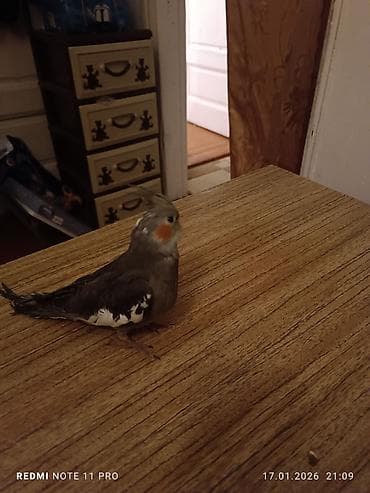 bala keci: Bir dənə 2 ay 2 günlük korela balası Dişiyə oxşayır Sağlamdır öz — 5