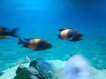 betta balıq: Цихлид — 2