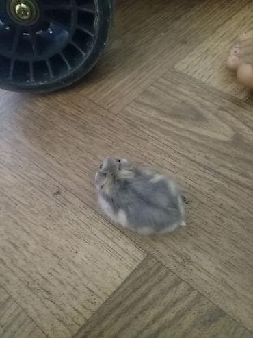 Cırtdan hamster (cücərmiş Dwarf/Syrian qarışıq rəngli) - Xırda