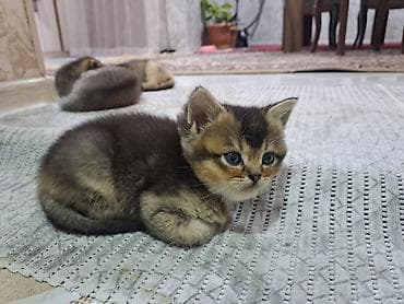 Akvariumlar: Şotland yastı qulaq — 10