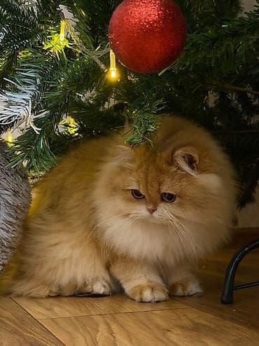 rus pisik adlari: Qızıl şinşilla, Dişi — 6