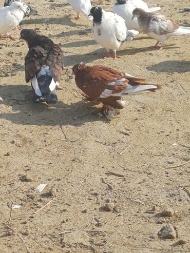 pavlin goyərcin: Məhsul: Göyərçin sürüsü Təsvir: - Şəkillərdə müxtəlif rəng və — 16