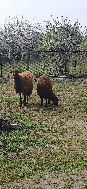 qoyun itləri: Salam ana bala qoyun satıram təmiz mor karaman cinsidilər ana bala — 1