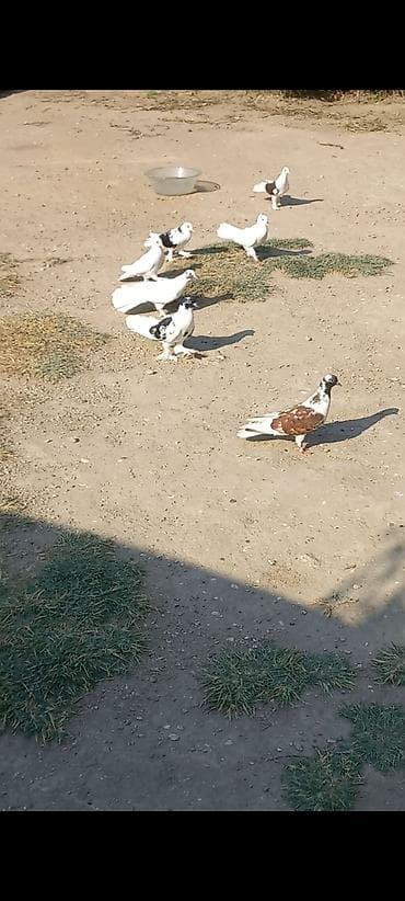 göyercin: Salam gorduzu heyvanlar tərcizmə di hamsi saglam bala veren heyvandi — 5