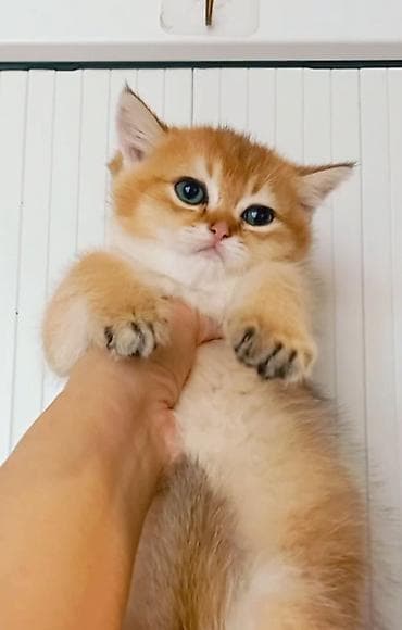 pişik üçün latok: Britan, Erkək, Yaxşı əllərə, Ünvandan götürmə — 1