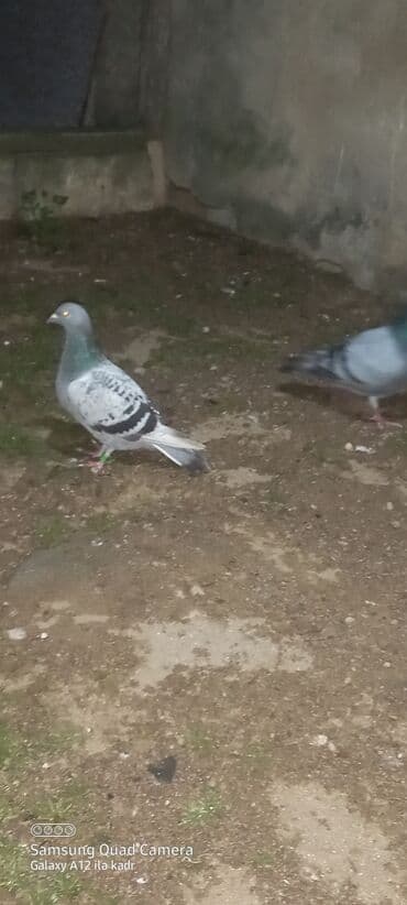 heyrati fərə: Salam bir tayin ayağında kodlu uzuy var mende təkidi deye cütlib — 3