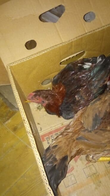 toyuga verilen adlar: Toyuq cücələri, Ətlik — 2