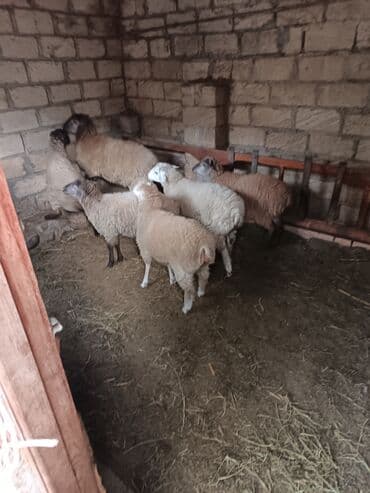 İtlər: Qoyun-quzu sürüsü - Şəkillərdə görünən kiçik sürü: müxtəlif rənglərdə — 4