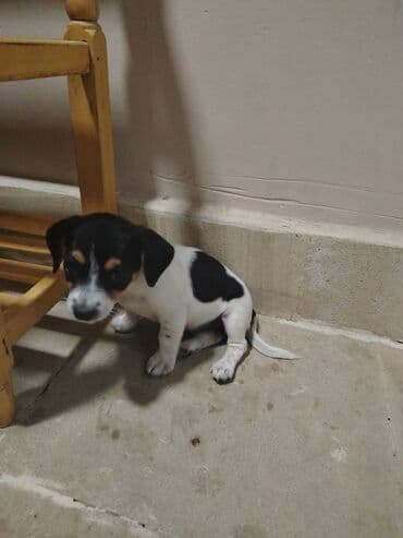 tüklü itlər: Cek rassel teryer, 2 ay, Erkek, Pulsuz çatdırılma — 2