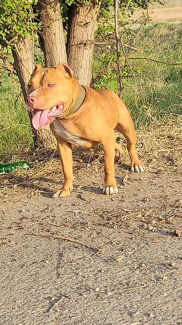 doyuş itleri: Pitbul, Erkek — 4