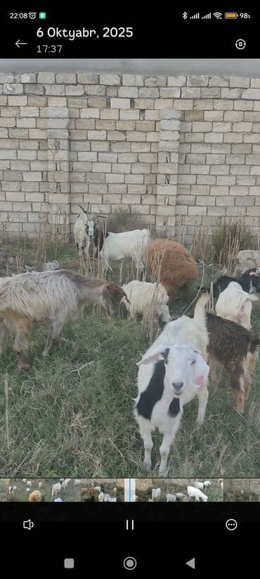 çəpiş əti: Keçi sürüsü - Növ: Qarışıq cinsli keçilər və bir neçə qoyun - Say — 9