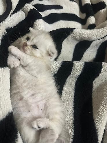 şirin pişik: Britan — 2