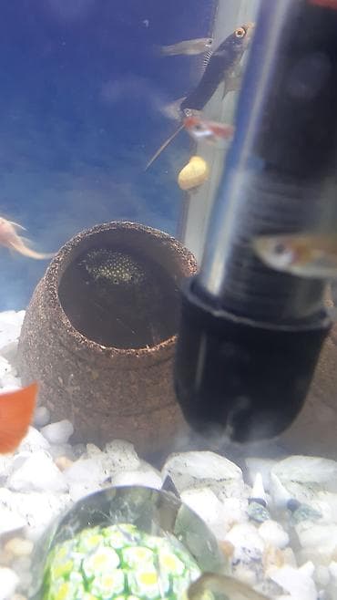 Akvariumlar: 35 e yaxin baliqdir. akvariumla bir yerde. unvan nermanov — 5