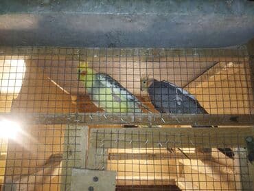 ucuz pitbul: Nimfa tutuquşuları (Cockatiel) – müxtəlif rəng mutasiyaları ilə - — 2