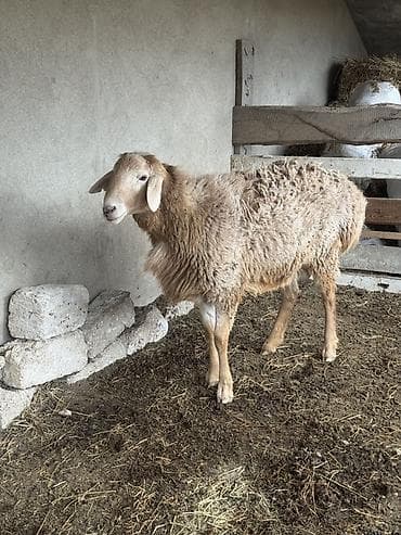 qoyun ucuz: Qoyun – ət və damazlıq üçün - Cins tipi: QISSAR uzunqulaq, - Rəng — 7