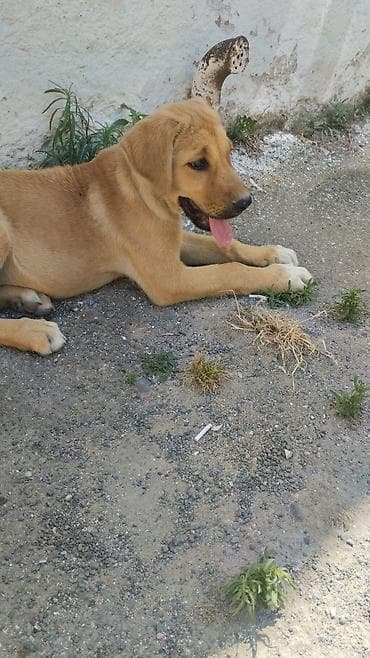 heyvanlar: Retriever — 3