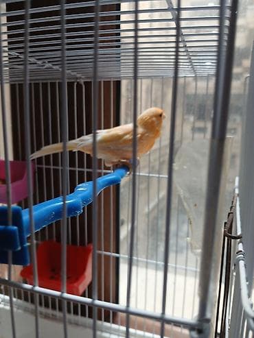 ev sicani: Məhsul: İki quş və qəfəs dəsti - Amadin . bulbul . valnisti . korella — 4