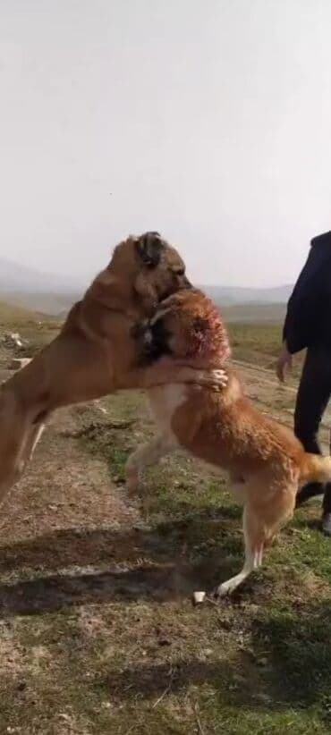 ən gozəl it adları: Qurdbasar, Peyvəndli — 4