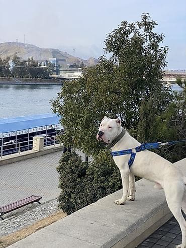 alabay itleri satisi: Doq, 10 ay, Erkek, Peyvəndli — 4