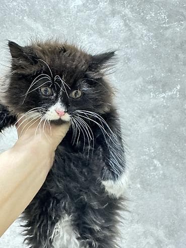 pişik balası satılır: V dobrie ruki pushistiy kotik. 2 mes devocka — 2