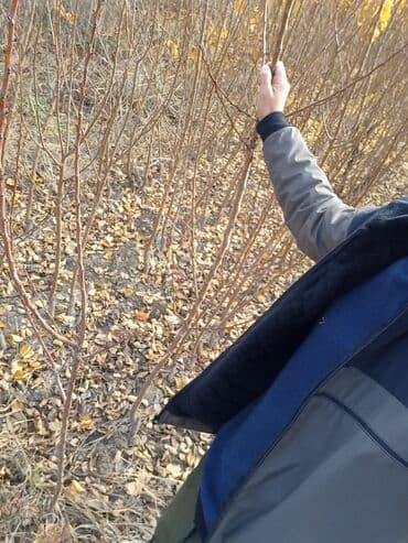 zeytun satışı: Ərik Tingləri . "Saglam Tinglər Saglam Bagçiliqin Təminatidir"🌱 Yeni — 11