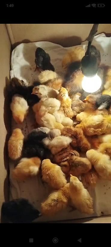 arılar: Toyuq cücələri, Damazlıq — 2