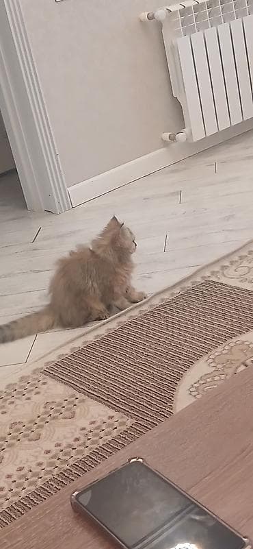 dekorativ quslar: Britan, Dişi, Ünvandan götürmə — 9