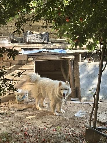 heyvanlar: Samoyed, Peyvəndli — 4