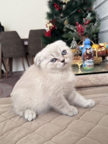 ən bahalı it cinsləri: Şotland yastı qulaq — 3