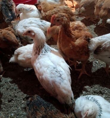 Salam tam sağlam 45 günlük cücələr satılır çəkiləri 700qramdan